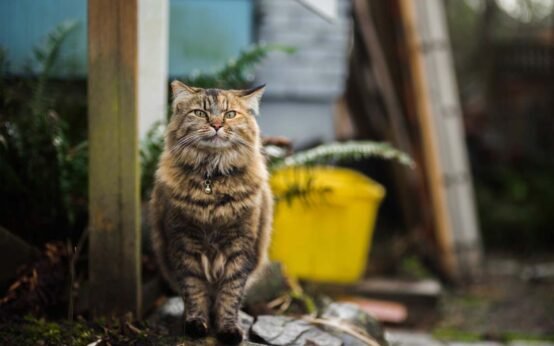 27 Gift Ideas For Your Friend Who Really, Really Loves Animals