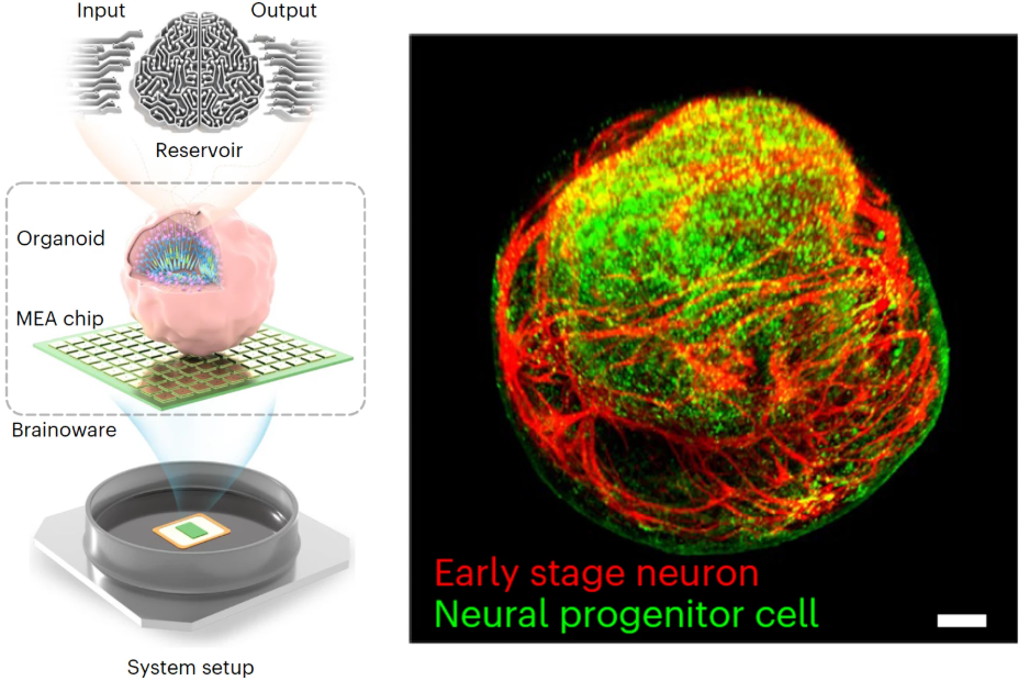 Scientists Create a Living Computer Using Human Brain Cells