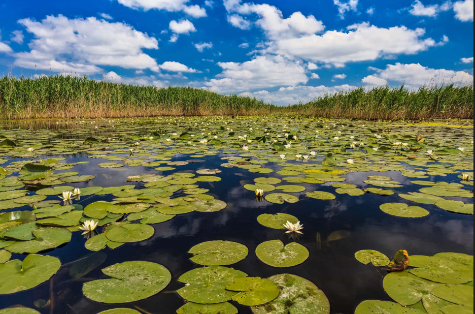 What Wetlands Do Actually?