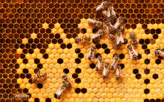 Can Honey Cure Your Allergies?