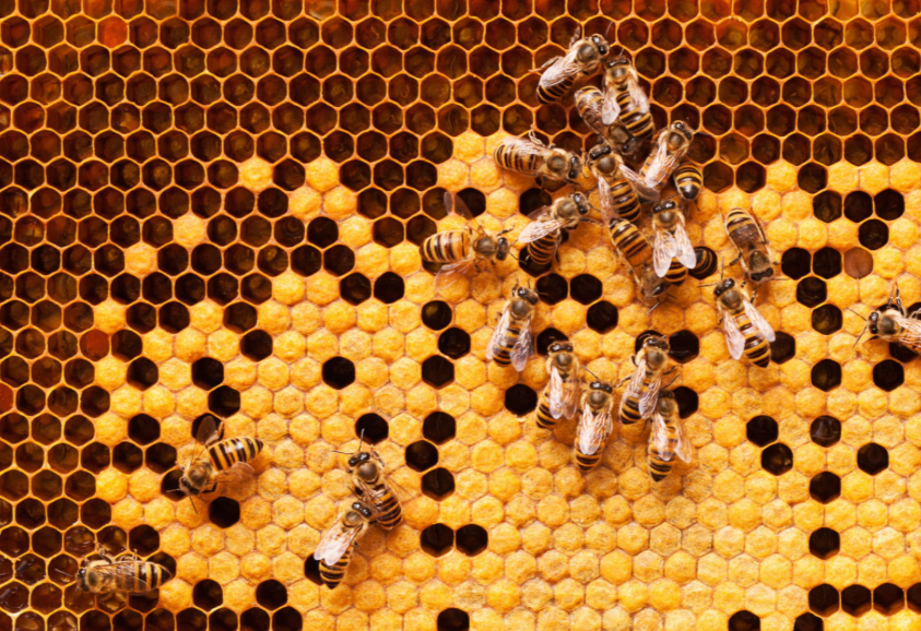 Can Honey Cure Your Allergies?