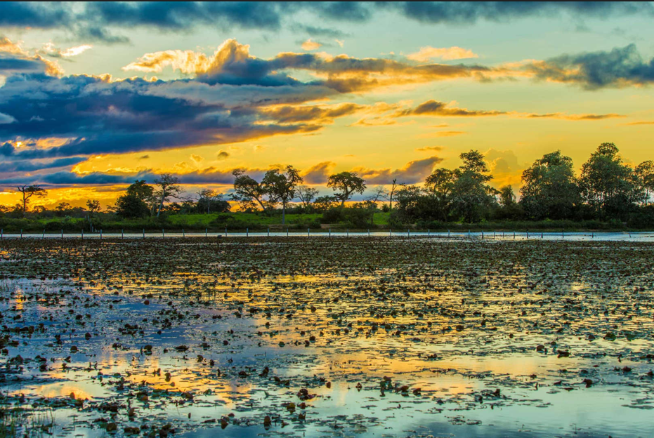 Wetland loss could cost US$39 trillion by 2050