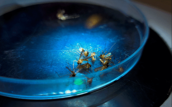 Denver Confirms First Human Case of West Nile Virus in 2025