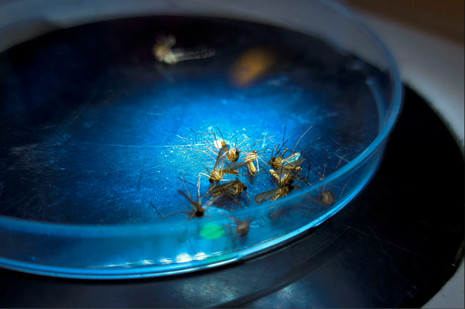 Denver Confirms First Human Case of West Nile Virus in 2025