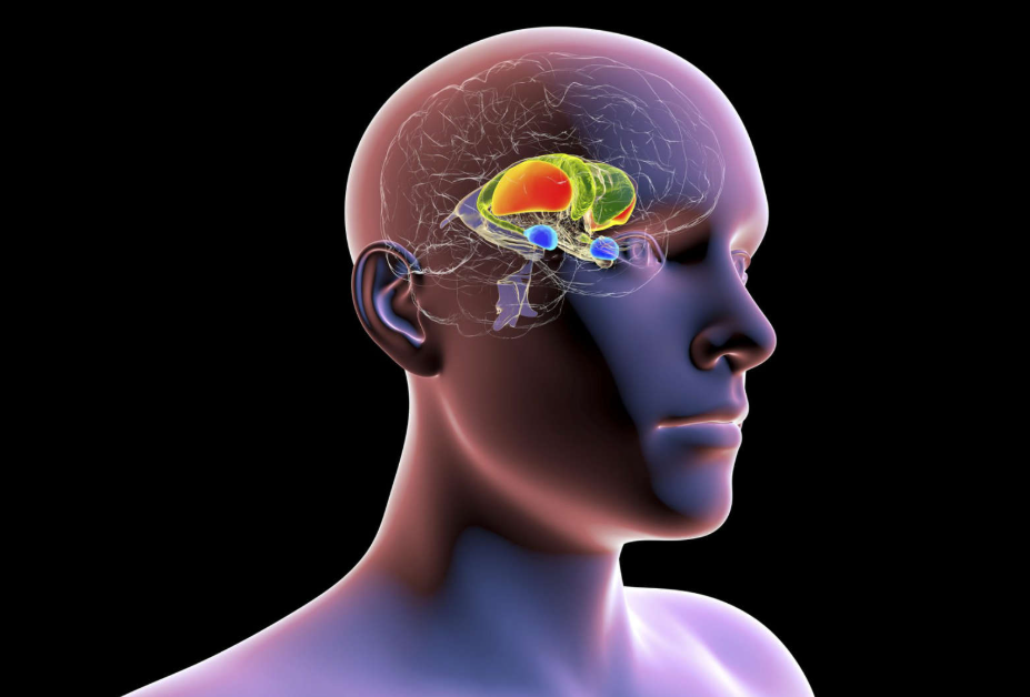 Scientists Find New Ways to Switch Off Anxiety in the Brain