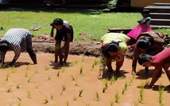 Students in Mangaluru Lead the Way in Traditional Paddy Cultivation