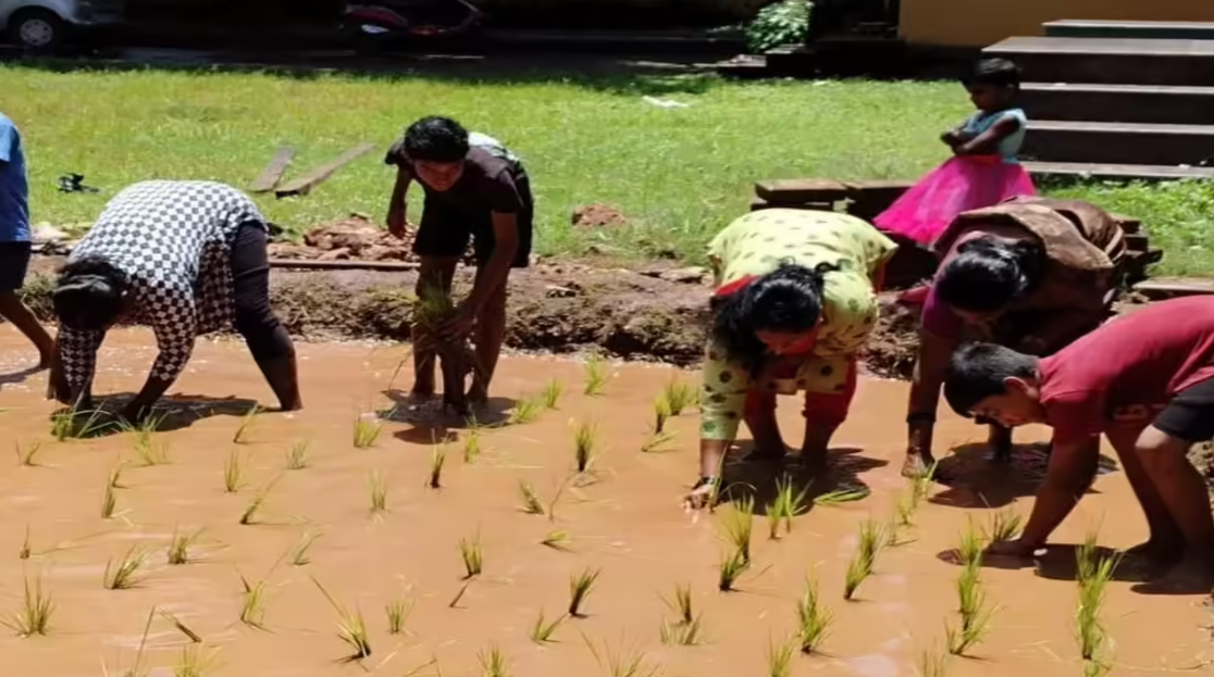 Students in Mangaluru Lead the Way in Traditional Paddy Cultivation
