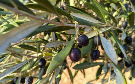 Morocco Olive Harvest 2025: Strong Output Expected Despite Persistent Labor Shortages