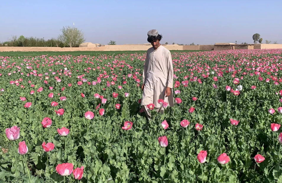 Afghan Farmers Face Heavy Losses from Taliban Opium Poppy Ban, UNODC Report Reveals