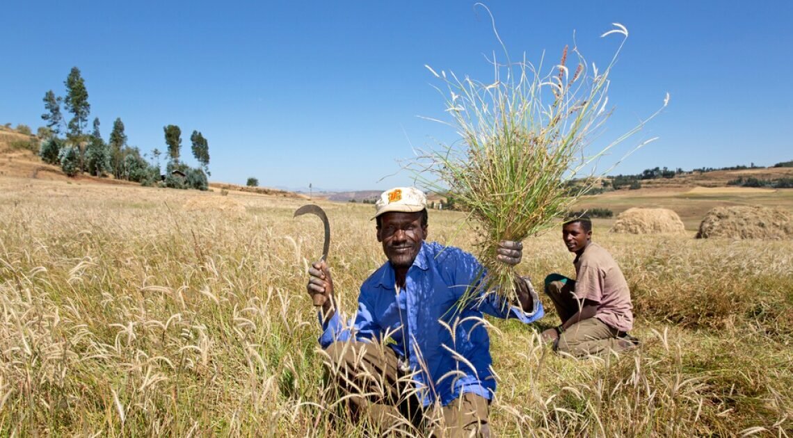 Ethiopia Shift to Modern Farming Drives Agricultural Transformation, Says PMO